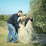 Tuscany olive picking