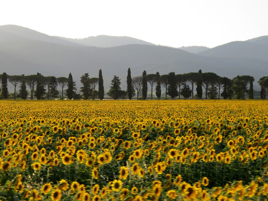 Sunflowers in Italy